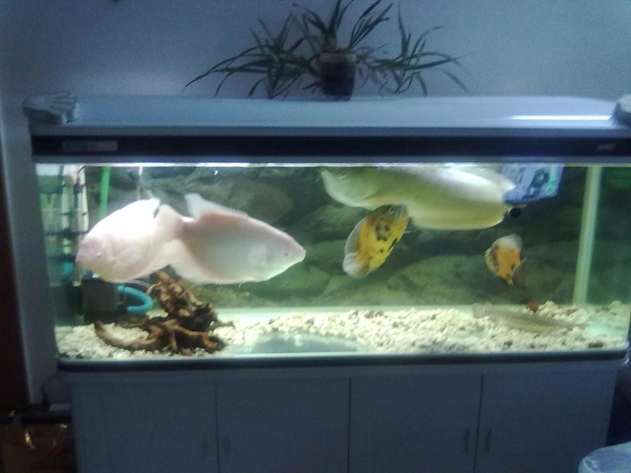 熱帶魚魚缸造景圖片大全（熱帶魚魚缸造景圖片大全,）