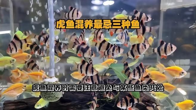 紅龍虎魚最忌三種魚