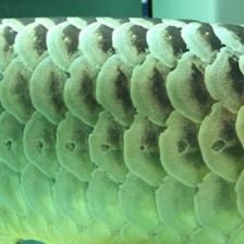 龍魚維生素多長時間放一次