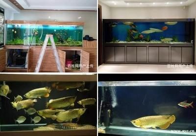 廣州魚缸水質管理的重要性：廣州一水族工作室提供魚缸維修服務，魚缸維修服務服務
