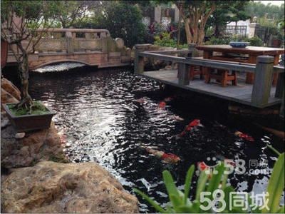 廣州魚缸水質管理的重要性：廣州一水族工作室提供魚缸維修服務，魚缸維修服務服務