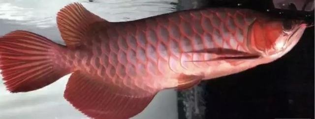 賽級龍魚如何養護？