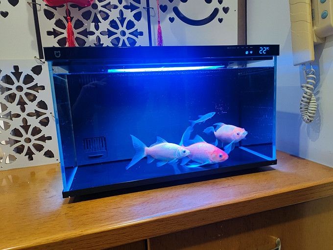 魚缸濾材推薦