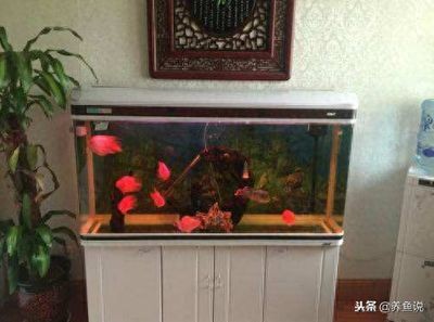 魚缸的好壞（如何選擇一個合適的魚缸）