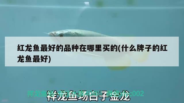 銀龍魚(yú)的缸要多大尺寸好（銀龍魚(yú)60厘米缸）