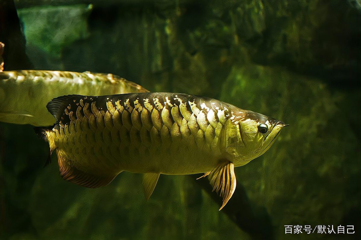 放生青龍魚是什么魚 放生青龍魚是什么魚 龍魚論壇 第5張