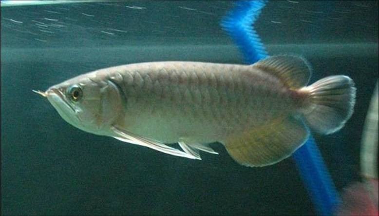 放生青龍魚是什么魚 放生青龍魚是什么魚 龍魚論壇 第6張