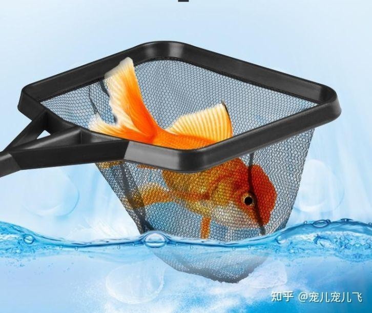推薦幾款性價比高的龍魚網撈