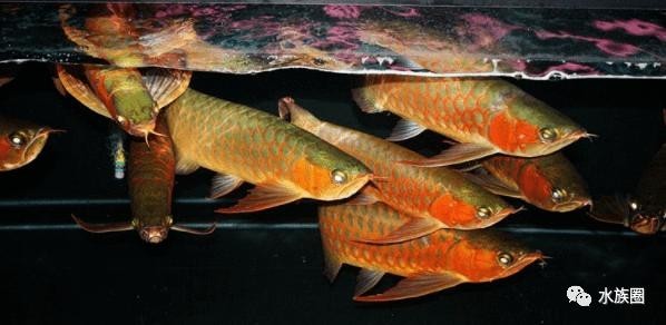 塔大龍魚漁場
