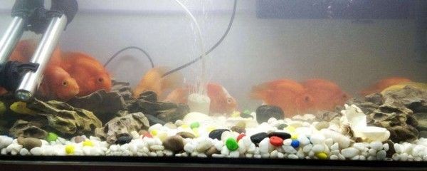 魚缸很多粘液：關(guān)于魚缸粘液問題的詳細解釋及其處理方法