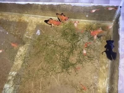 魚缸很多粘液：關(guān)于魚缸粘液問題的詳細解釋及其處理方法
