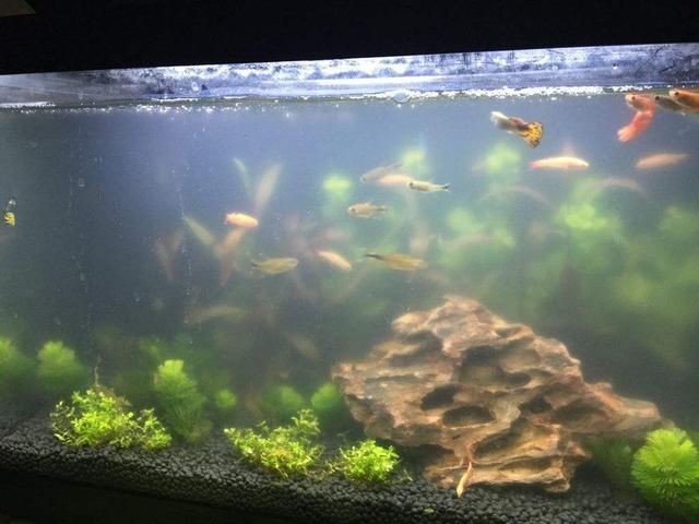 魚缸很多粘液：關(guān)于魚缸粘液問題的詳細解釋及其處理方法
