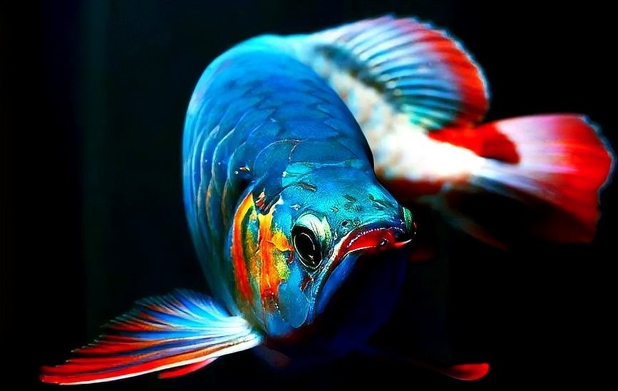 紅龍魚發(fā)色技巧有哪些? 2025長城杯龍魚大賽 第4張 紅龍魚發(fā)色技巧有哪些? 紅龍魚發(fā)色技巧有哪些? 2025長城杯龍魚大賽 第4張