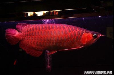 龍魚價格多少錢一只