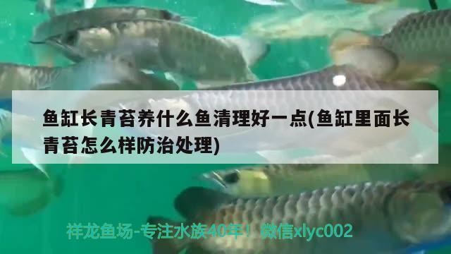 東河區(qū)哈學(xué)峰觀賞魚店