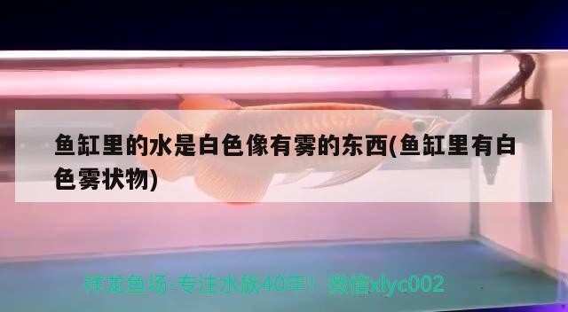 東河區(qū)哈學(xué)峰觀賞魚店