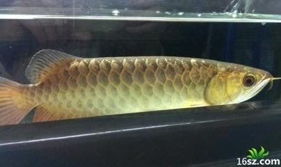 幼年龍魚吃：養(yǎng)殖小龍魚時，合理喂食對于小龍魚的健康成長至關(guān)重要