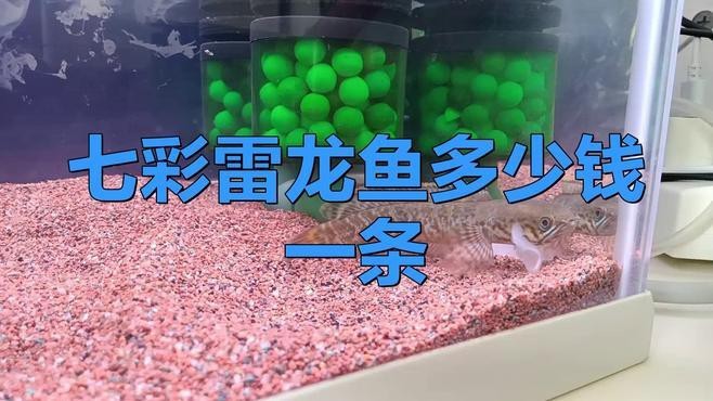 七彩龍魚多少錢一條