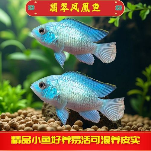 翡翠鳳凰魚(yú)的圖片