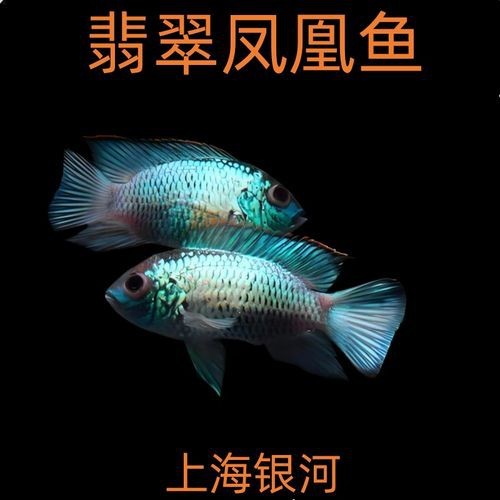 翡翠鳳凰魚(yú)的圖片