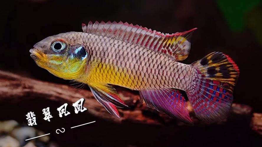 翡翠鳳凰魚(yú)的圖片
