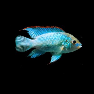 翡翠鳳凰魚(yú)的圖片