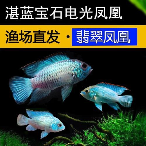 翡翠鳳凰魚(yú)的圖片
