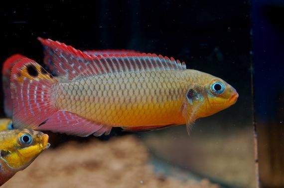 翡翠鳳凰魚(yú)的圖片