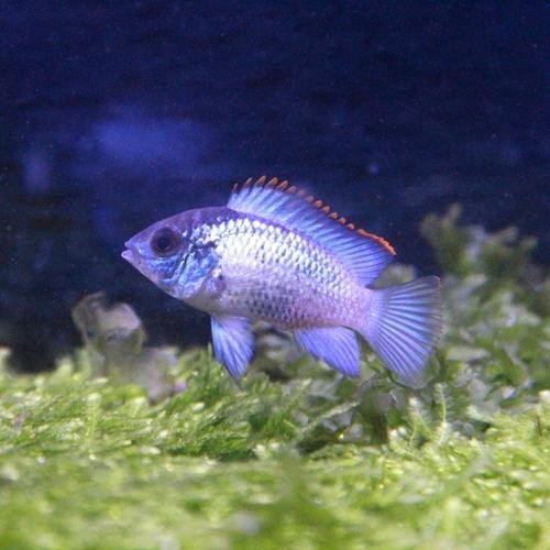 翡翠鳳凰魚(yú)的圖片