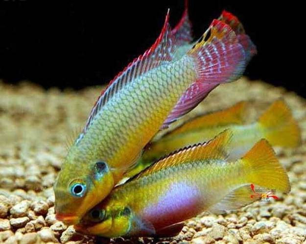 翡翠鳳凰魚(yú)的圖片