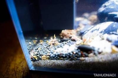小佩魚缸測評：小佩起源紀(jì)智能魚缸mini