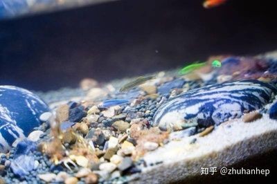 小佩魚缸測評：小佩起源紀(jì)智能魚缸mini