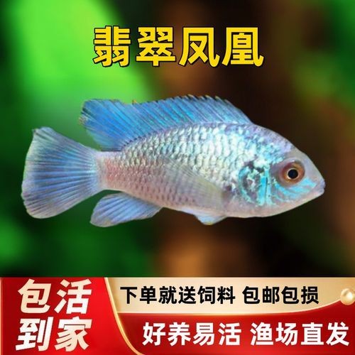 翡翠鳳凰魚(yú)的圖片
