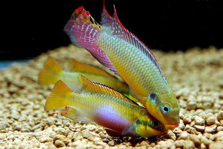 翡翠鳳凰魚(yú)的圖片