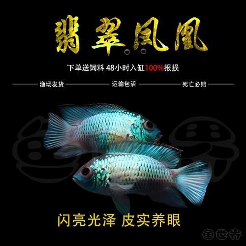 翡翠鳳凰魚(yú)的圖片