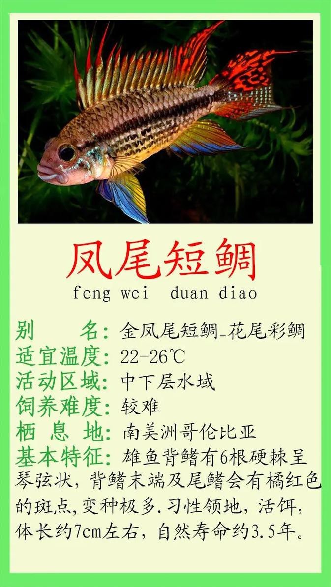 翡翠鳳凰魚(yú)的圖片