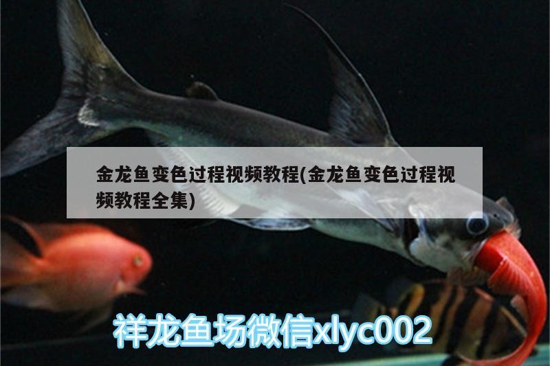 廣州芳村花鳥批發(fā)市場(chǎng)營業(yè)時(shí)間電話號(hào)碼已成為世界最<strong><mark>大同</mark></strong>類市場(chǎng)，廣州市芳村花鳥批發(fā)市場(chǎng)