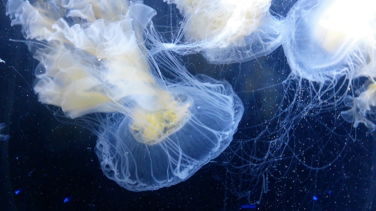和平縣水族館（和平縣水族館電話）