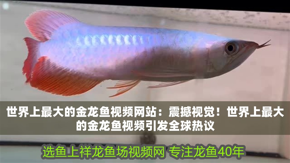 世界上最大的金龍魚視頻網站：震撼視覺！世界上最大的金龍魚視頻引發全球熱議