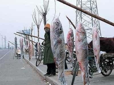 世界上最貴的龍魚排名前十的列表：雪龍,-,：世界上最貴的龍魚排名前十