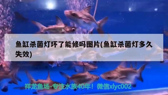 紅龍魚和銀龍魚混養(yǎng)怎么樣?。t龍魚金龍魚銀龍魚可以混養(yǎng)嗎）