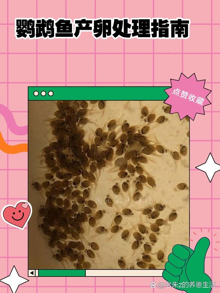 雄魚含卵期間需要特殊照顧嗎？