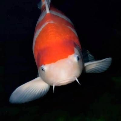 魚缸pH值異常的后果：如何快速調(diào)整魚缸ph值