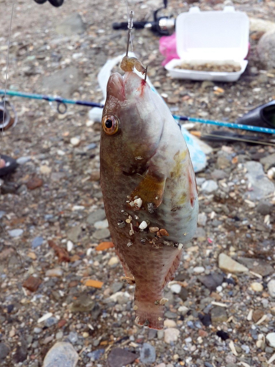 薩卡班巴魚