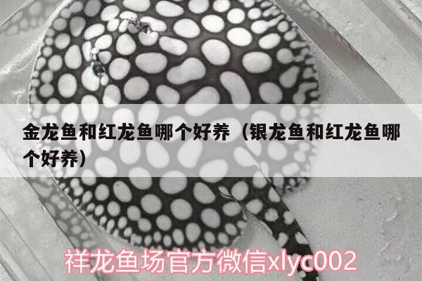 金龍魚和紅龍魚哪個好養（銀龍魚和紅龍魚哪個好養）
