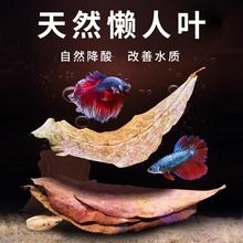 廣州龍魚漁場的價格范圍是多少