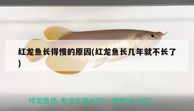 銀龍魚(yú)水溫多少（銀龍魚(yú)水溫多少合適養(yǎng)魚(yú)）