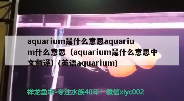 銀龍魚(yú)水溫多少（銀龍魚(yú)水溫多少合適養(yǎng)魚(yú)）