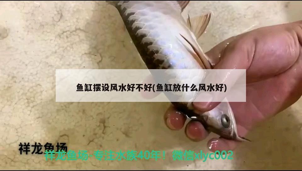 銀龍魚掉鱗片怎么回事啊視頻教程（銀龍魚鱗片有黑點怎么回事）