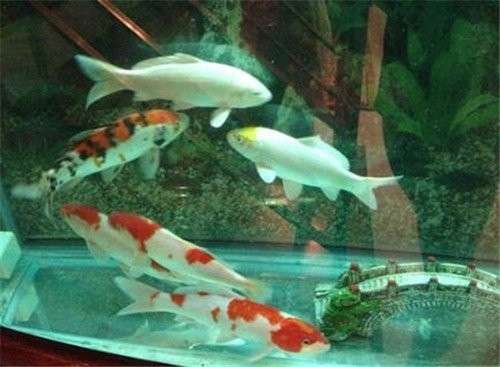 龍魚之家有哪些售后服務